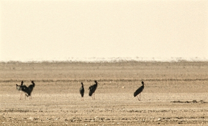 Black Stork